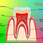 Teeth for Kids - Overview, Types, Tooth Structure and Problems