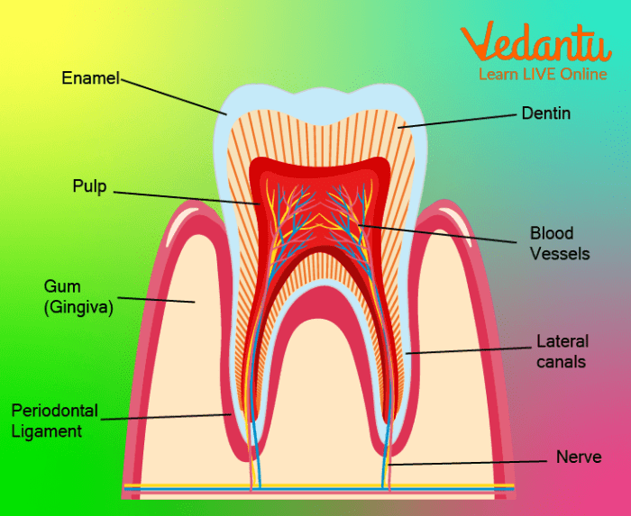 Teeth for Kids - Overview, Types, Tooth Structure and Problems