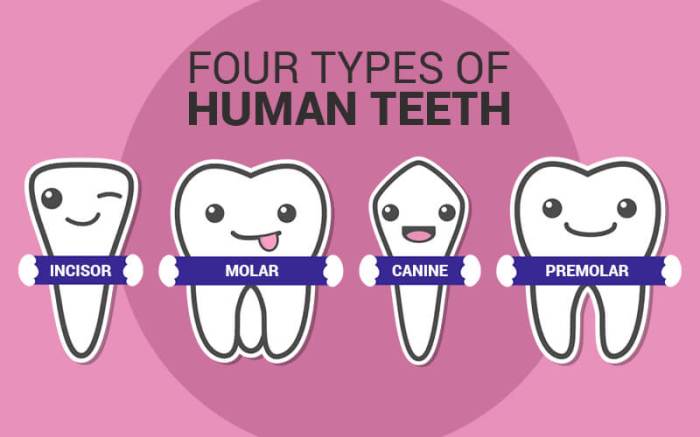 The 4 Types Of Teeth And Their Functions