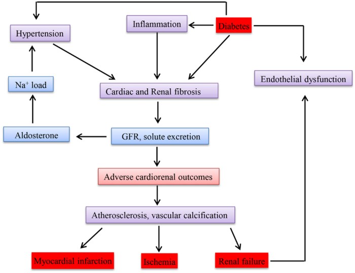 Frontiers | Cellular and Molecular Mechanisms of Chronic Kidney Disease ...