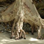 Root Tree · Free photo on Pixabay